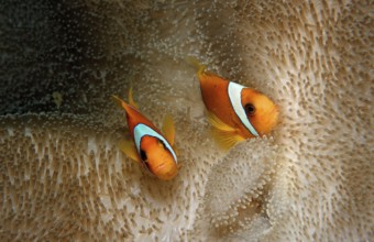 Two Red Sea Anemonefish, Amphiprion bicinctus, Djibouti, Djibouti, Africa, Afar Triangle, Gulf of