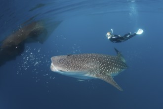 Whale shark and snorkeller, Rhincodon typus, Cenderawasih Bay, West Papua, Indonesia