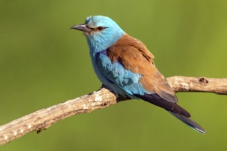 European roller (Coracias garrulus), on perch, Tower Hide, Tiszaalpár, Kiskunsági National Park,