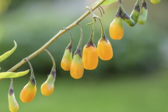 Goji berry (Lycium barbarum AMBER SWEET), BS Sämann, Bautzen, Saxony, Germany