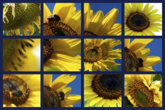 Composition of yellow and blue with many sunflowers. Yellow Sunflowers with blue summersky