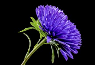 Blooming violet aster Lady Coral isolated on a black background. Flower head close-up, Odessa,