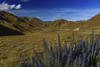 Landscape of South Island with lupine flowers in New Zealand