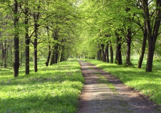 Spring alley