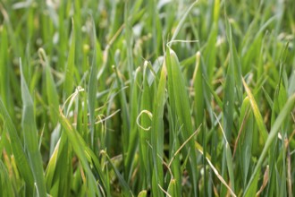 Dried wheat leaf tips, winter wheat disease from herbicide application and low temperatures