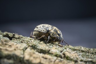 Rare Walker, Polyphylla fullo, on the bark of a tree