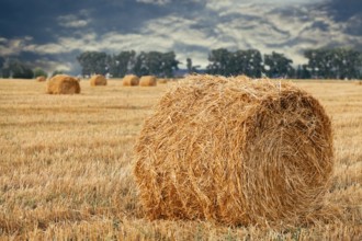 Wheat straw rolls on the field at sunset