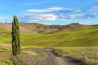 Dirt road among green grassy hills. Magnificent cypress alley. The beauty of the province of