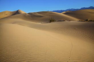 Hot autumn in Death Valley, California. Hot and windy morning in the desert. The soft curves of