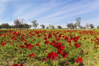 Early spring in Israel. Kibbutz Beeri in the south of the country, on the border with the Gaza