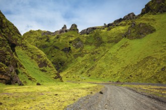 The summer blossoming Iceland. A canyon Pakgil - green grass and moss on fantastic rocks. On canyon