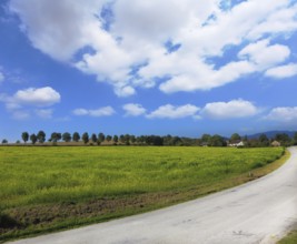 Wide highway runs between the fields and pastures