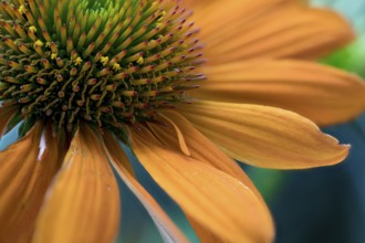 Echinacea purpurea, orange strain, part of the flowerhead