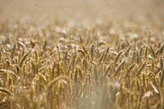 Sunny wheat field with many ripe golden ears, Coxhill, Shepherdswell, Dover, Kent, Great Britain