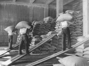 Workers at the docks. Men unloading and storing sacks of coffee at a warehouse in Gothenburg Sweden