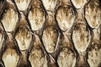 Texture of genuine snakeskin. Close up real leather texture