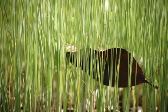 A row of plant stems of the dwarf bulrush protrudes from the boggy water surface with a tangled