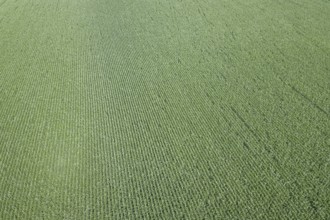 Green corn field Aerial, Corn field Aerial