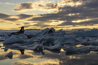 Evening at Jökulsarlon, south coast, Iceland
