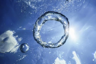 Underwater Bubble Ring Ascends towards the Sun