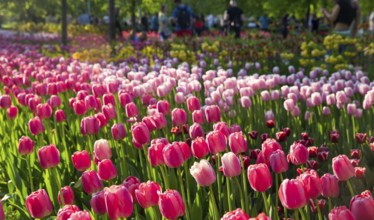 Green Plants : flowers and bushes, Central Gorky Park In Moscow -Downtown, Russian capital