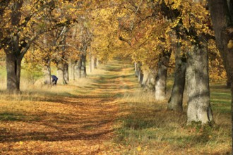 View through the avenue of lime trees on Friedenshöhe in Flacht