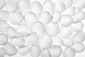 White rose transparent petals, wallpaper pattern flower texture background