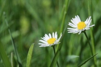 Spring flowers daisies close up