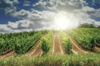 Vine plantations in Toscana, Italy