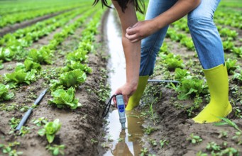 Woman mesures irrigation water with digital PH meter in watering canal. Lettuce plants