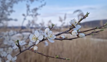 Closeup blooming tree twig adorned with white blossoms against a blurred background of tall reed