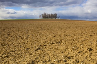 Group of trees on plowed field. Spring landscape and dramatic sky on the empty field