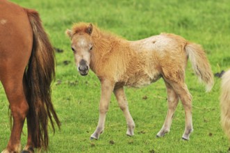 Very young little horse foal