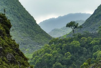 Typical Vietnamese landscape in spring with green vegetation