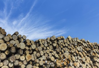 Large quantity of cut and stacked pine timber waiting to be transported, prepared for winter felled