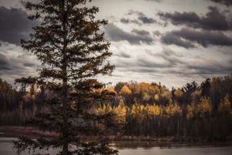 A tall tree by a serene lake with colorful autumn forests under a cloudy sky in the Ottawa River