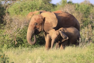 Elephants with red skin because of dust in Tsavo East National Park, Kenya
