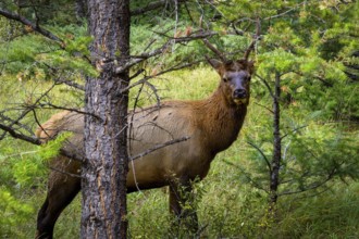 Wapiti in Beautiful autumn landscape scene in mountain in background in Jasper National Park west