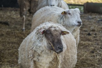 A sheep in the foreground chewing hay, others in the background in the barn, ramsdorf, münsterland,