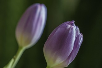 Two purple tulip blossoms in a close-up against a diffuse background, Weseke, Borken, Westphalia,