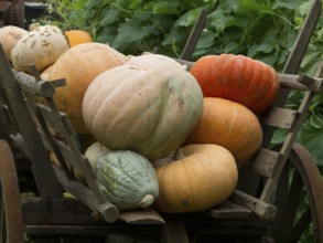 Variety of pumpkins on an old wooden cart surrounded by plants, borken, münsterland, germany