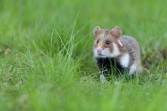 Field hamster, (Cricetus cricetus), animals, mammals, hamster, rodent, subfamily of hamsters,
