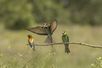 Merops apiaster, bee eater, Italy