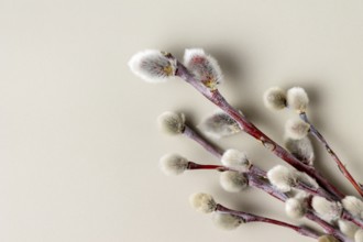 Willow branches on a gray background, close-up, copy space