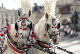 Horses with a carriage on the main square of Krakow in Poland