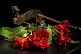 Creative still life with old rusty metal clamp and red Alstroemeria flower on a black background,