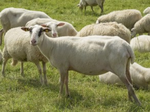 Sheep grazing on a summer meadow, some lying and others standing scattered, bislich, rhine, lower