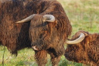 Two Highland cattle standing close to each other in the meadow, Velen, Münsterland, North