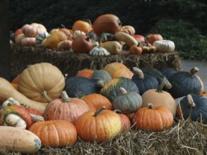 Variety of pumpkins on hay bales in a natural setting, borken, münsterland, germany
