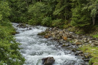A river meanders through a dense forest with green vegetation, mittersill, hohe tauern, austria